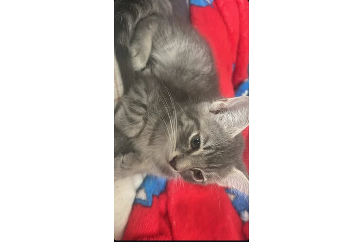 $5 : Un lindo gatito para ti. image 2