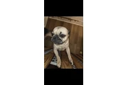 $200 : Pug thumbnail