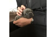 Cachorro Bulldog Francés en New York