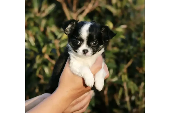 $350 : Chihuahua puppies image 2
