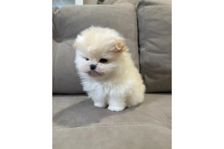 $350 : Pomerania macho y hembra image 3