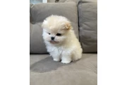 $350 : Pomerania macho y hembra thumbnail