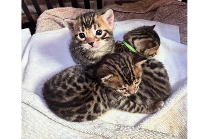 $200 : Bengal kitten 2 boys 1 girl image 1