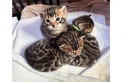 Bengal kitten 2 boys 1 girl en Denver