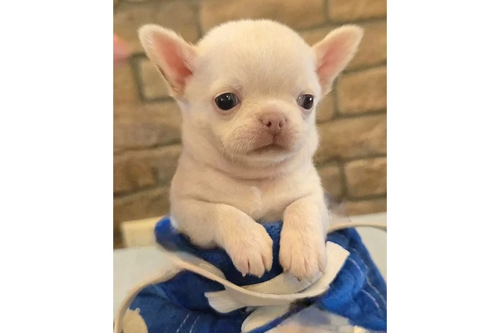 $350 : CACHORROS CHIHUAHUA image 2