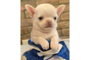 $350 : CACHORROS CHIHUAHUA thumbnail
