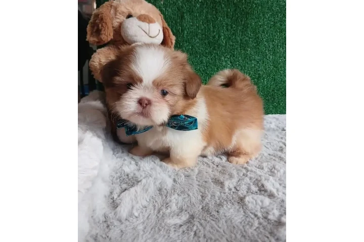 $350 : Shih Tzu taza de té image 2
