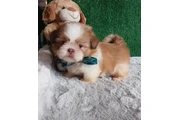 $350 : Shih Tzu taza de té thumbnail