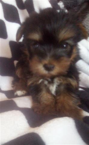 $850 : Super chikito perrito Yorkie image 1