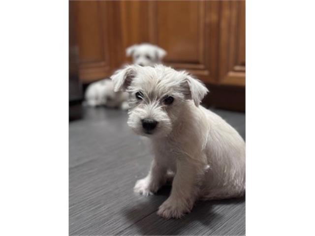 $5000 : Westie - West Highland puppies image 5