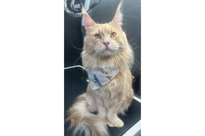 $4000000 : Linda Mascota Gatos Maine Coon image 1