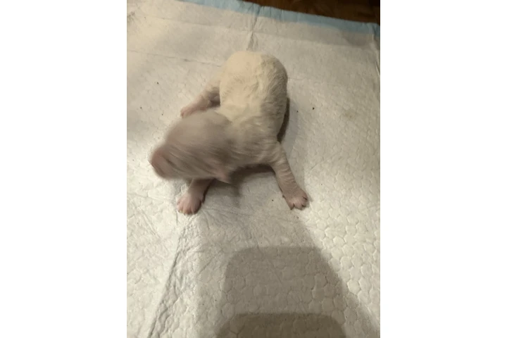 $750 : Caniches image 2