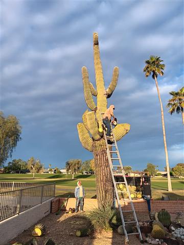 Saguaro*Rodeocactus* image 3