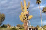 Saguaro*Rodeocactus* thumbnail