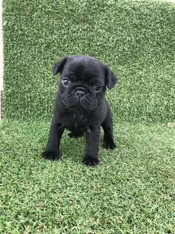 $650 : PUG PUPPIES FOR REHOMING image 3