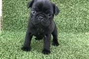 $650 : PUG PUPPIES FOR REHOMING thumbnail
