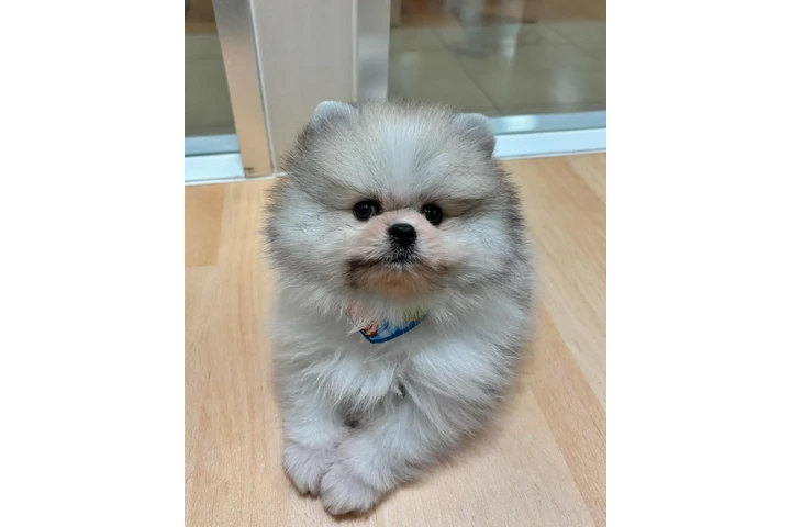 $350 : Pomerania en venta image 2
