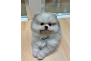 $350 : Pomerania en venta thumbnail
