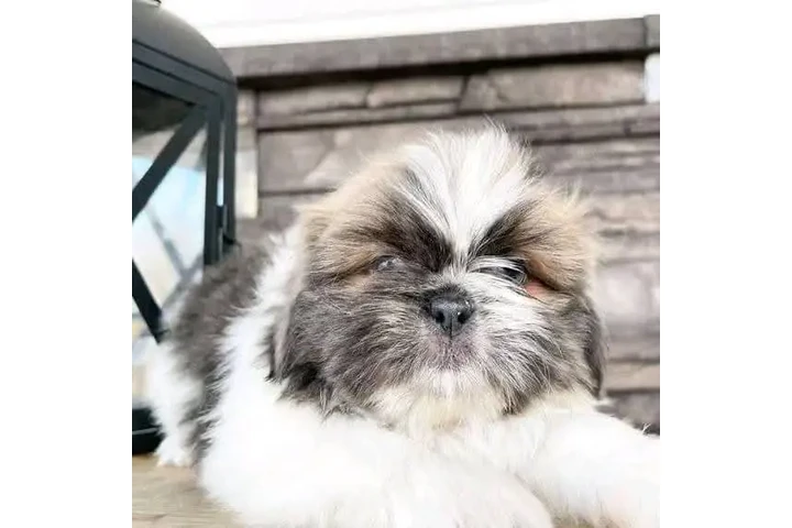 $350 : Cachorros de Shih Tzu image 3