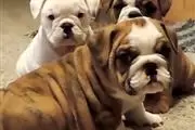 cachorros de bulldog inglés en Miami