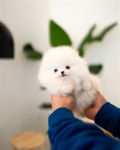 $250 : Pomeranian puppies tea cup image 2