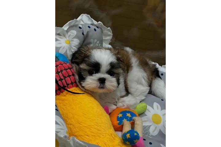 $350 : cachorros Shihzu image 3