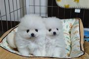 Pomeranian Pup For Sale en Louisville