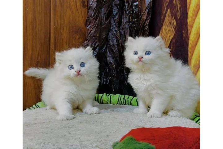$310 : Persian kittens for sale image 1