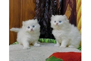 Persian kittens for sale en New Haven