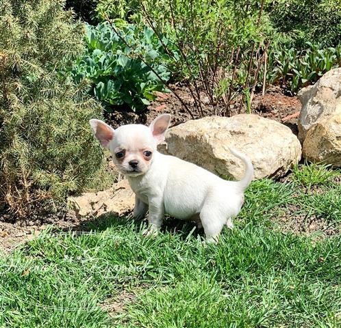 $250 : Chihuahua puppies for sale image 7