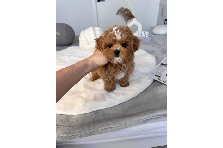 $350 : Male & Female Maltipoo Puppies image 7