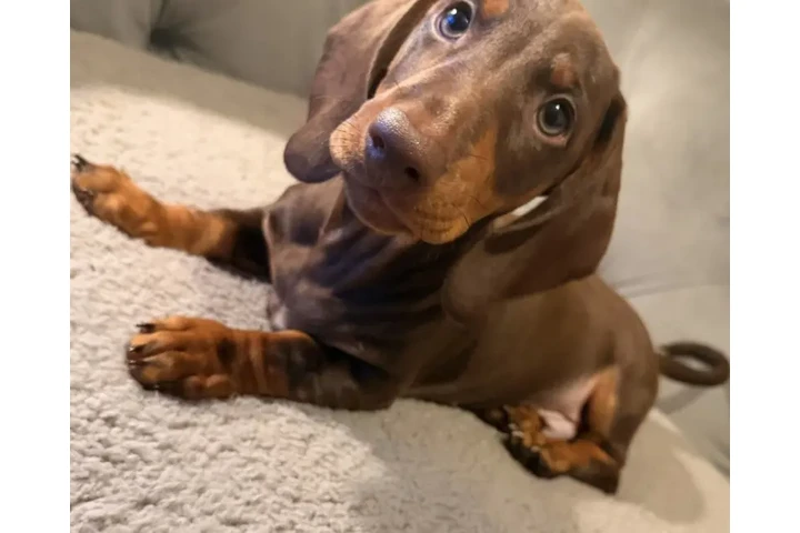 $400 : Cachorros de teckel estándar image 3