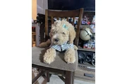 $450 : Standar Golden doodle puppies thumbnail