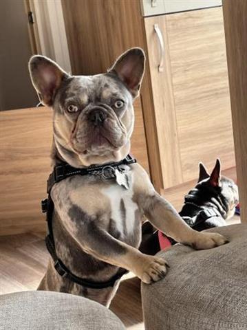 $900 : Registered French Bulldog Pupp image 2