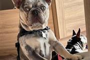 $900 : Registered French Bulldog Pupp thumbnail