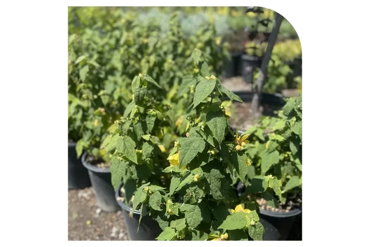 VIVERO image 8