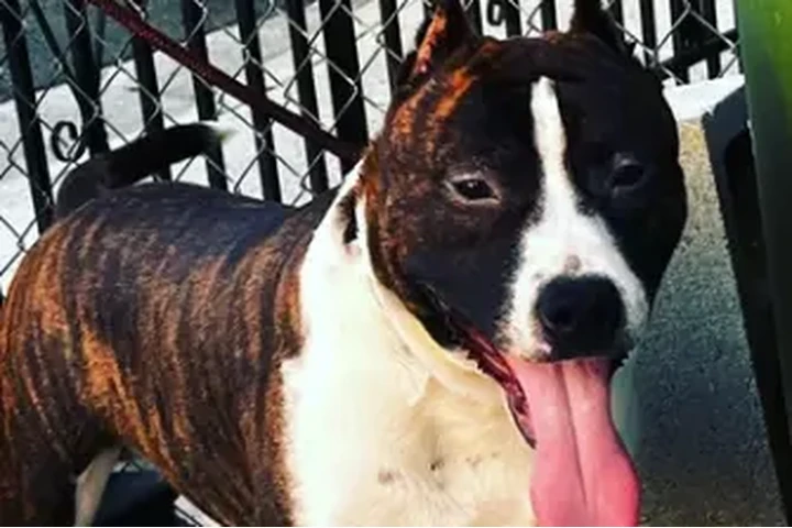 $150 : American staffordshire terrier image 5