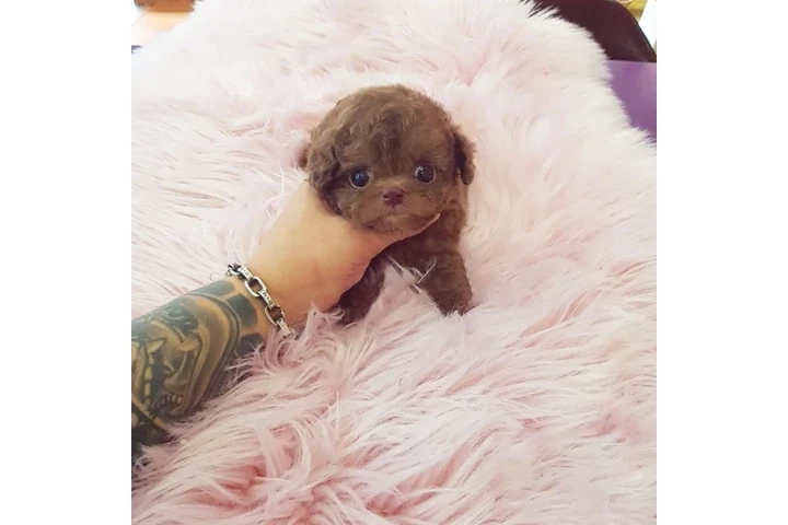 $350 : Micro Poodle image 3