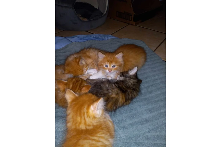 $50 : Un lindo gatito para ti. image 3