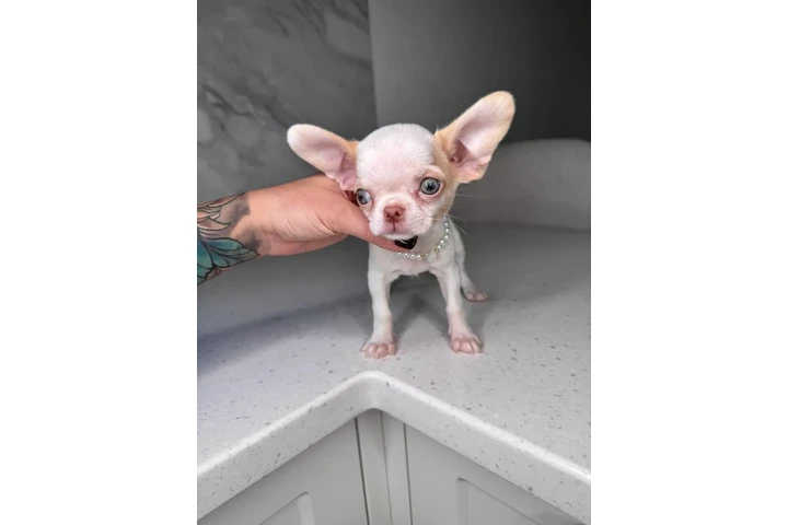 $250 : Chihuahua teacup puppies image 6