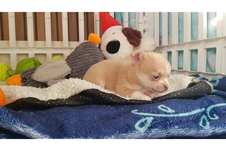 $800 : Short-haired chihuahua puppesi image 2