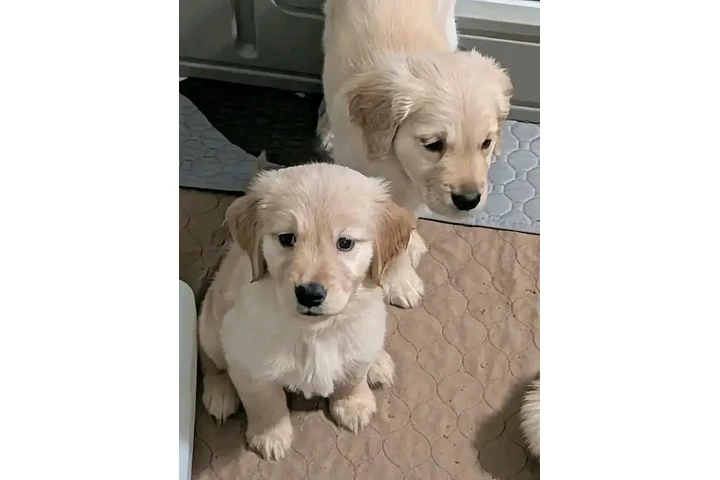$350 : Cachorros de golden retriever image 2
