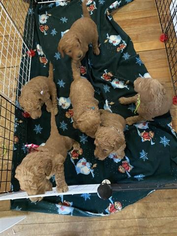 $500 : Cachorros goldendoodle disponi image 2