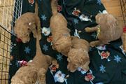$500 : Cachorros goldendoodle disponi thumbnail