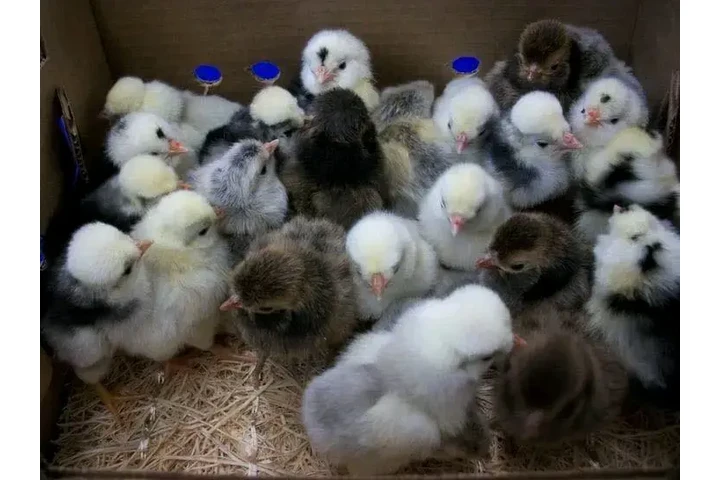 $250 : Fowls For Sale image 6