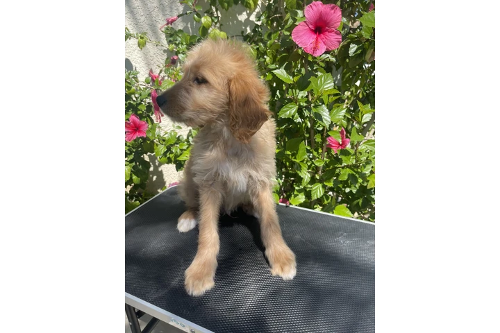 Golden doodle image 3