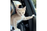 $1 : LINDO GATITO thumbnail