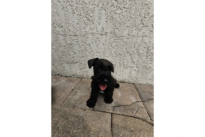 $1000 : 🐾 Hermosos cachorros en Miami image 2