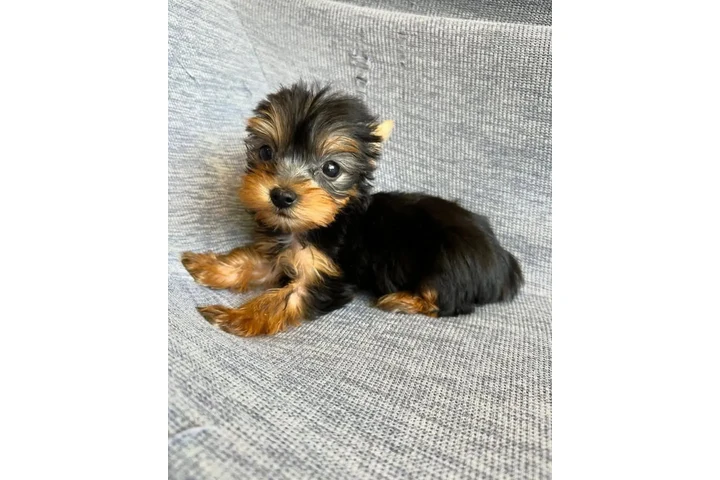 $350 : Yorkshire terrier taza de té image 1
