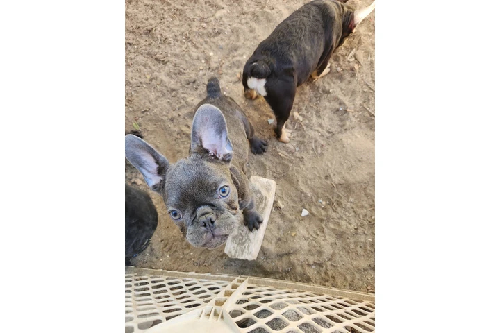 $800 : French bulldog image 3